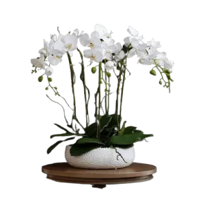 6 Stem White Phalaenopsis Arrangement in White Ceramic Pot