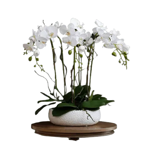 6 Stem White Phalaenopsis Arrangement in White Ceramic Pot