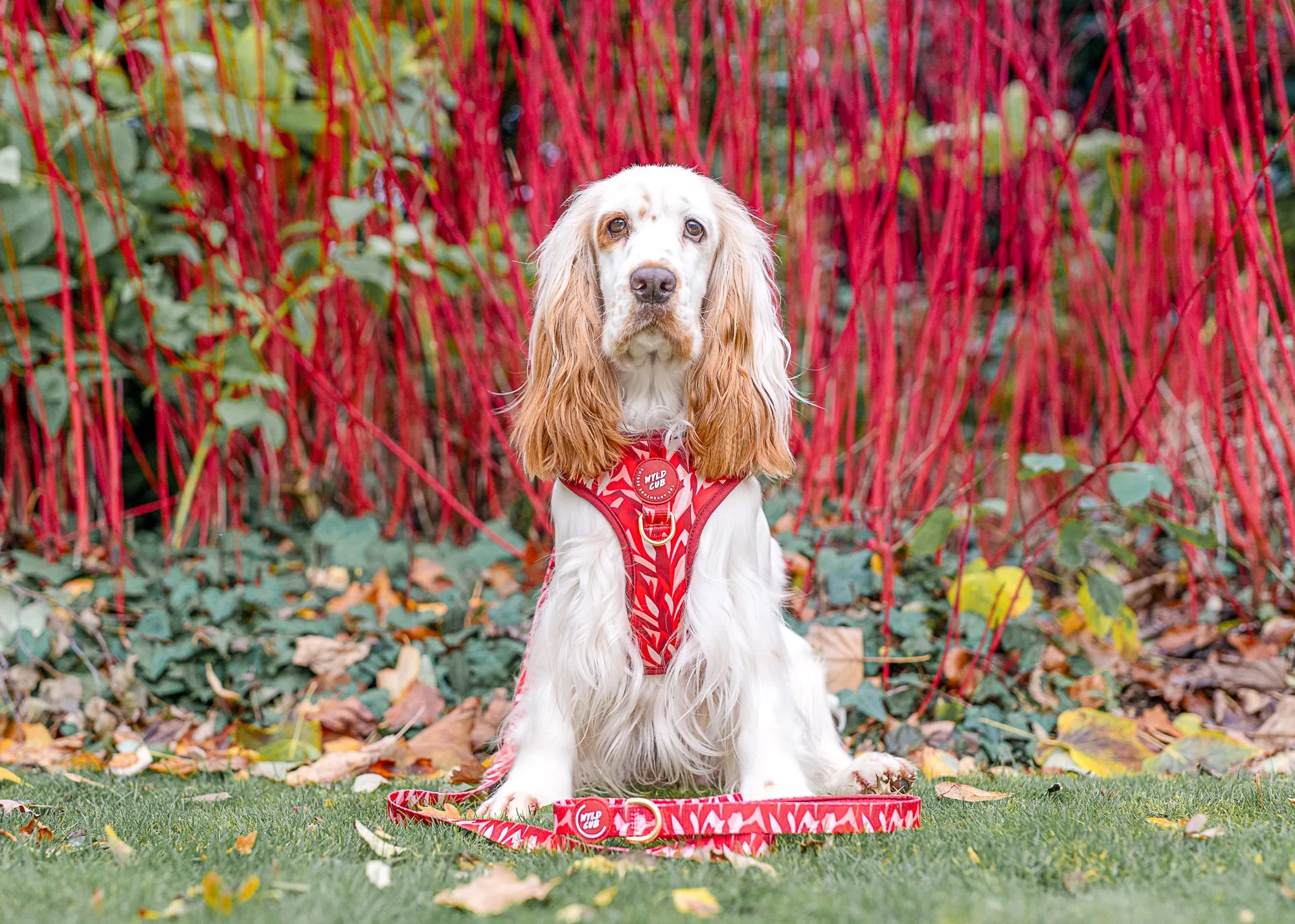 Adjustable Dog Harness: Kew Acer