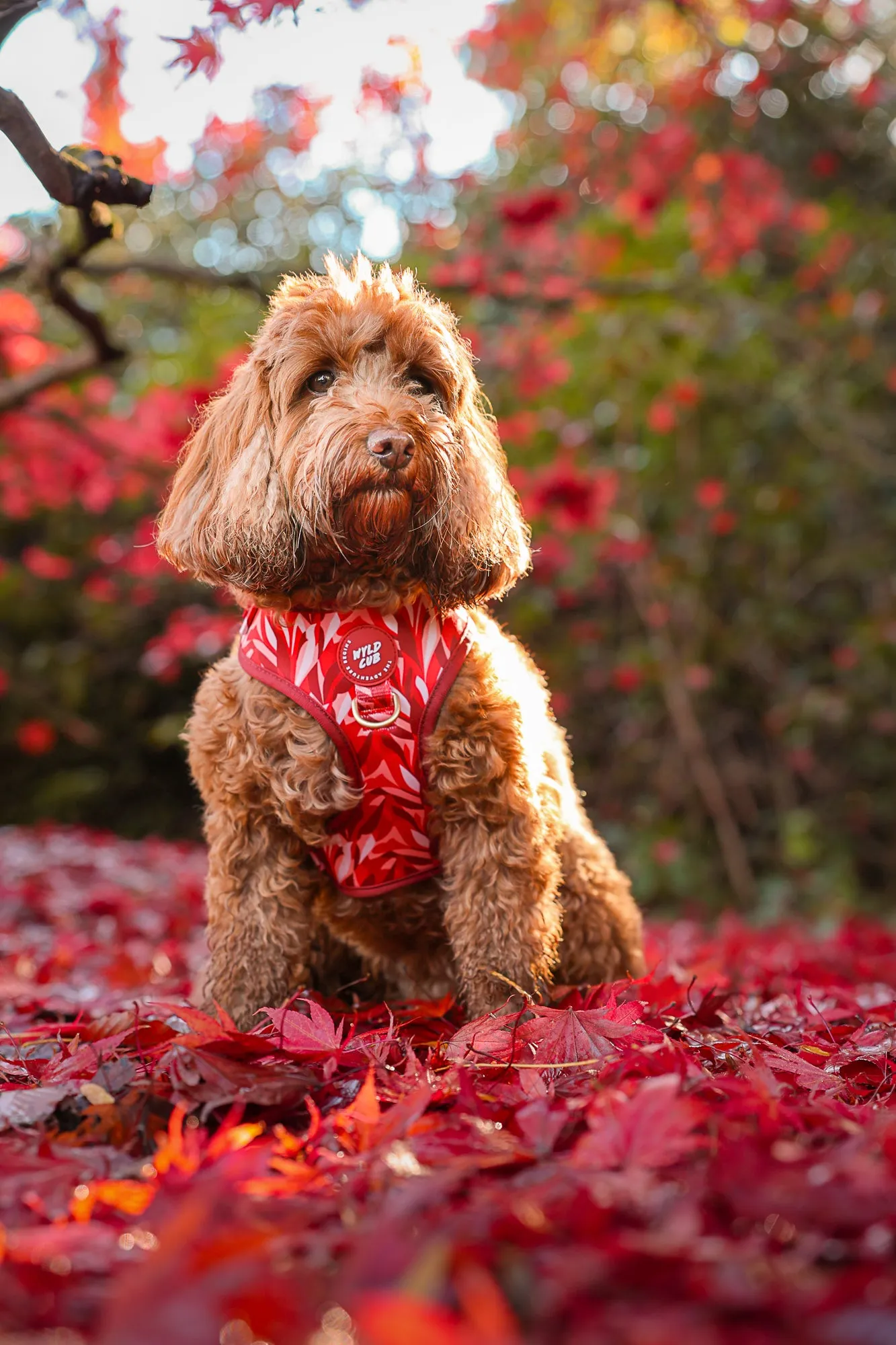 Adjustable Dog Harness: Kew Acer