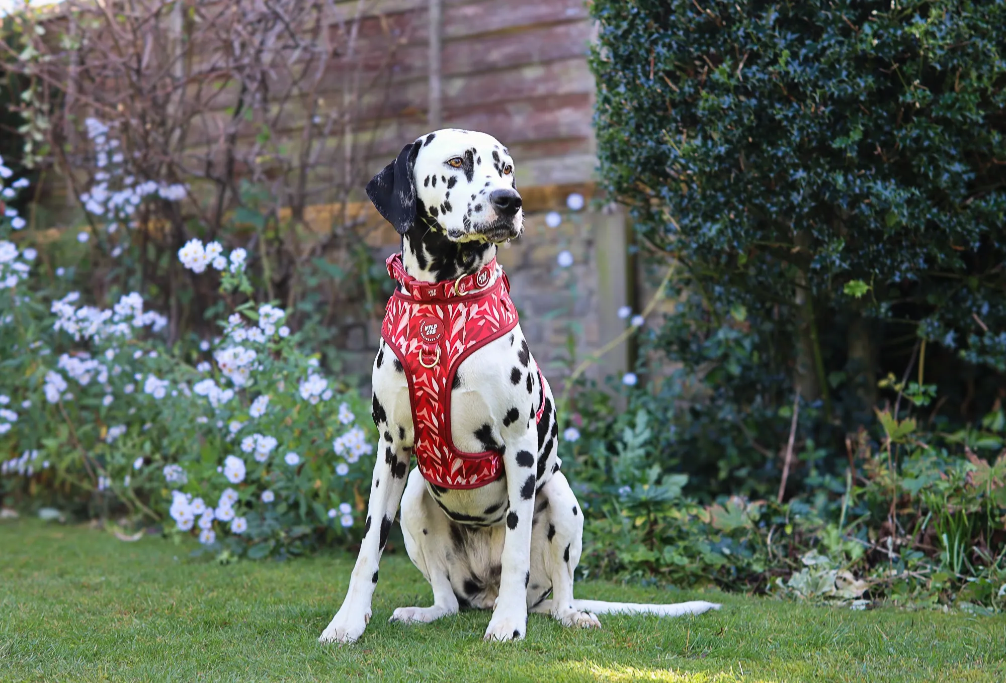 Adjustable Dog Harness: Kew Acer