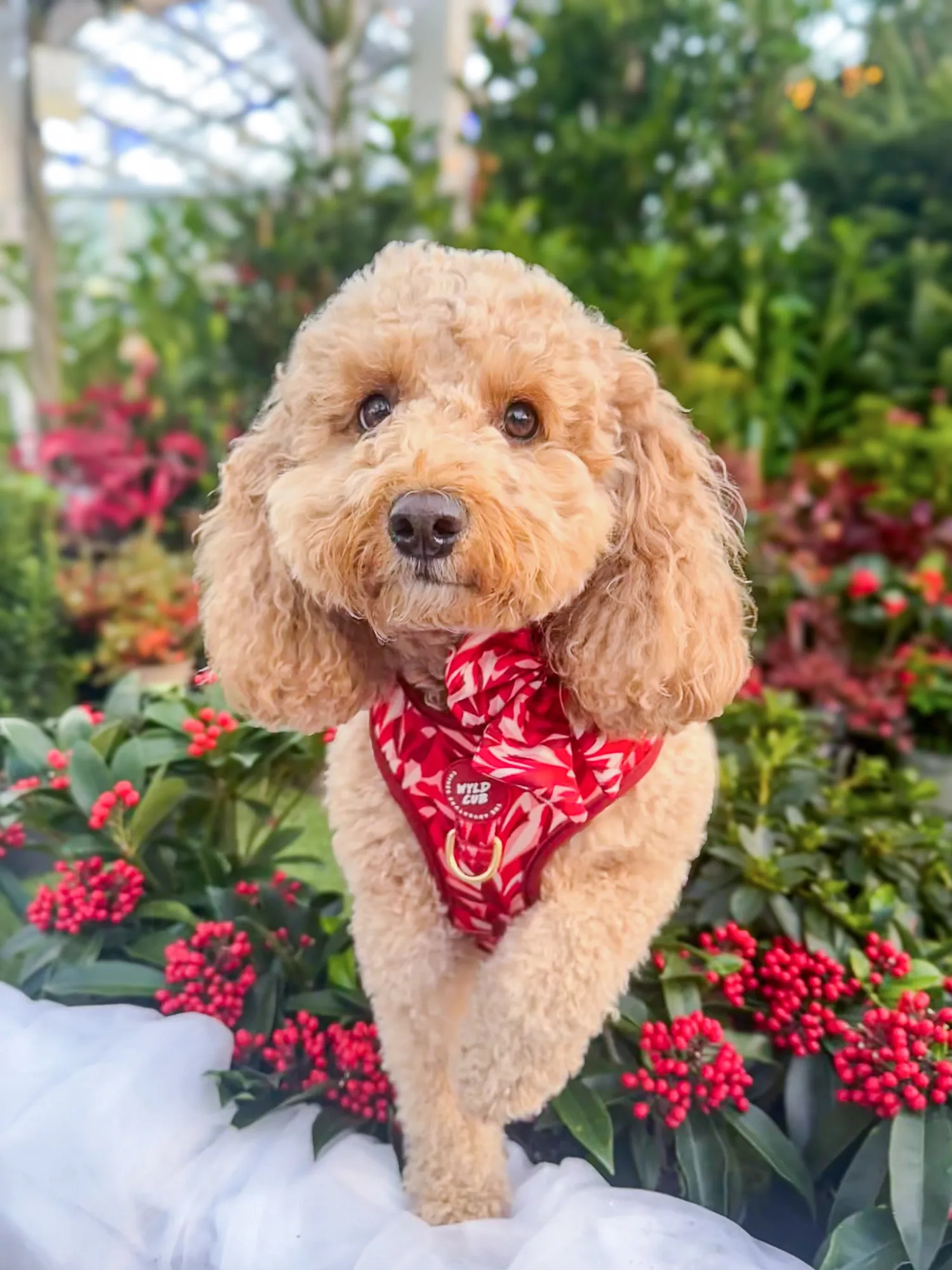 Adjustable Dog Harness: Kew Acer