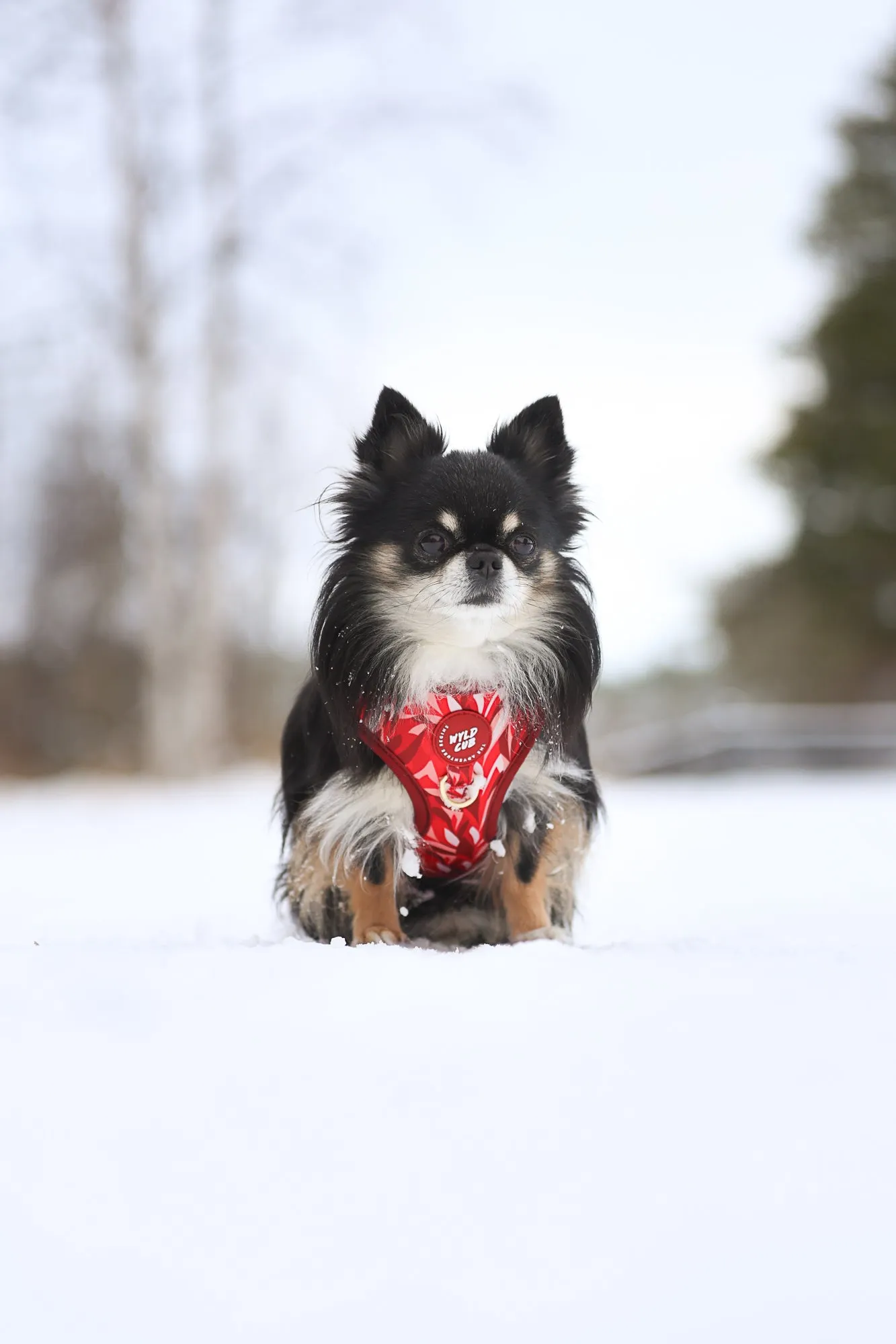 Adjustable Dog Harness: Kew Acer