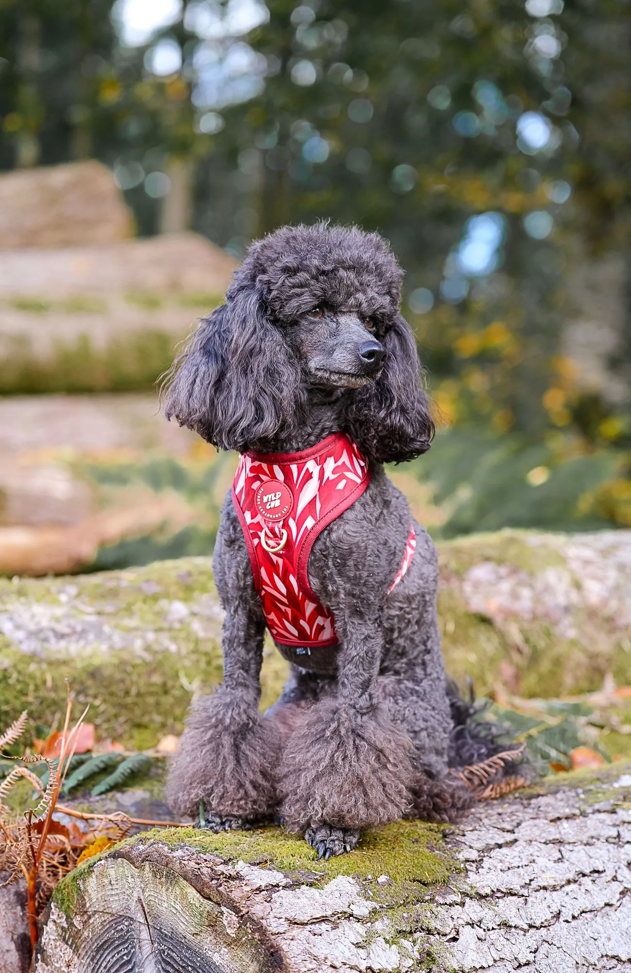 Adjustable Dog Harness: Kew Acer
