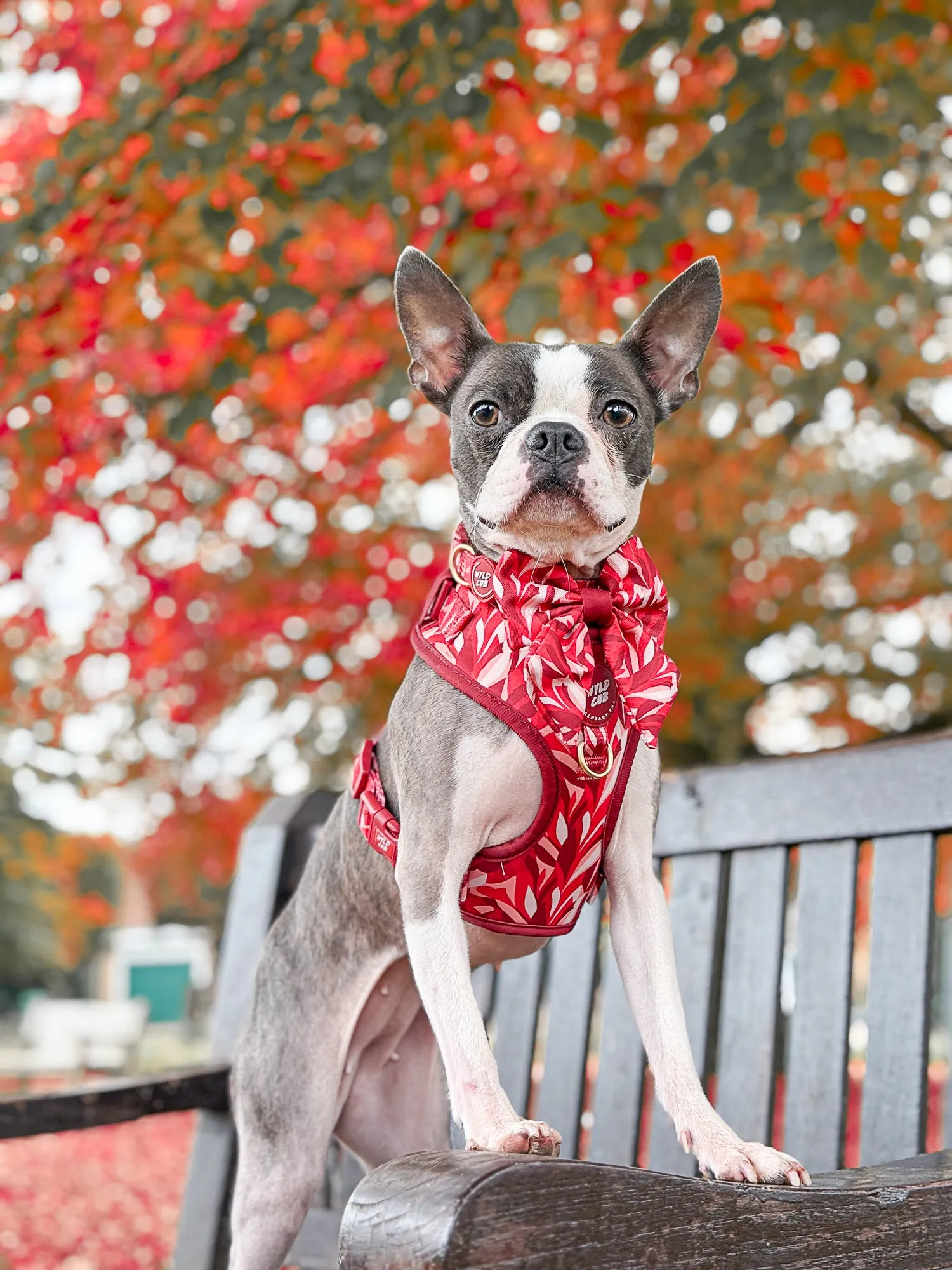 Adjustable Dog Harness: Kew Acer