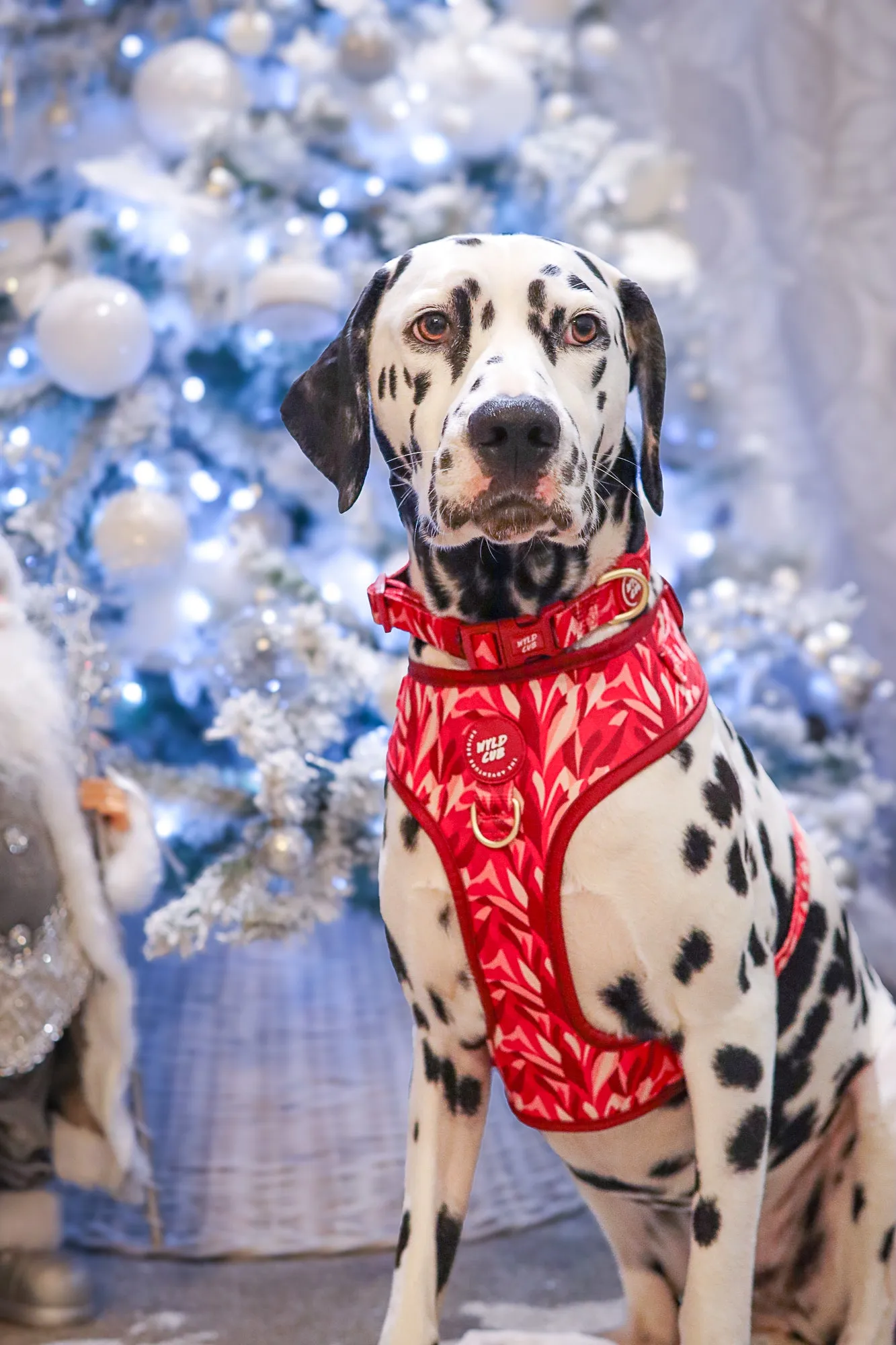 Adjustable Dog Harness: Kew Acer