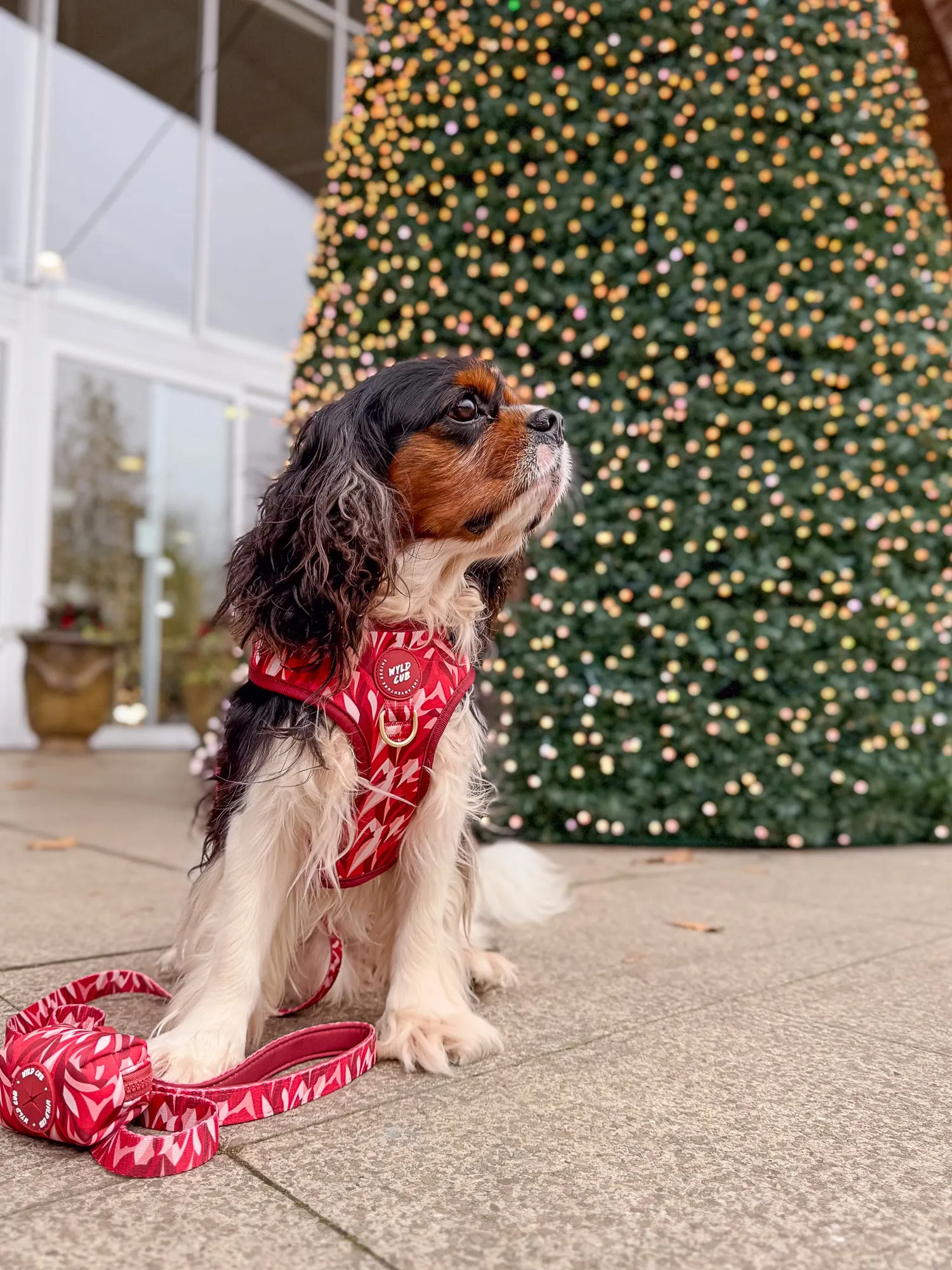 Adjustable Dog Harness: Kew Acer