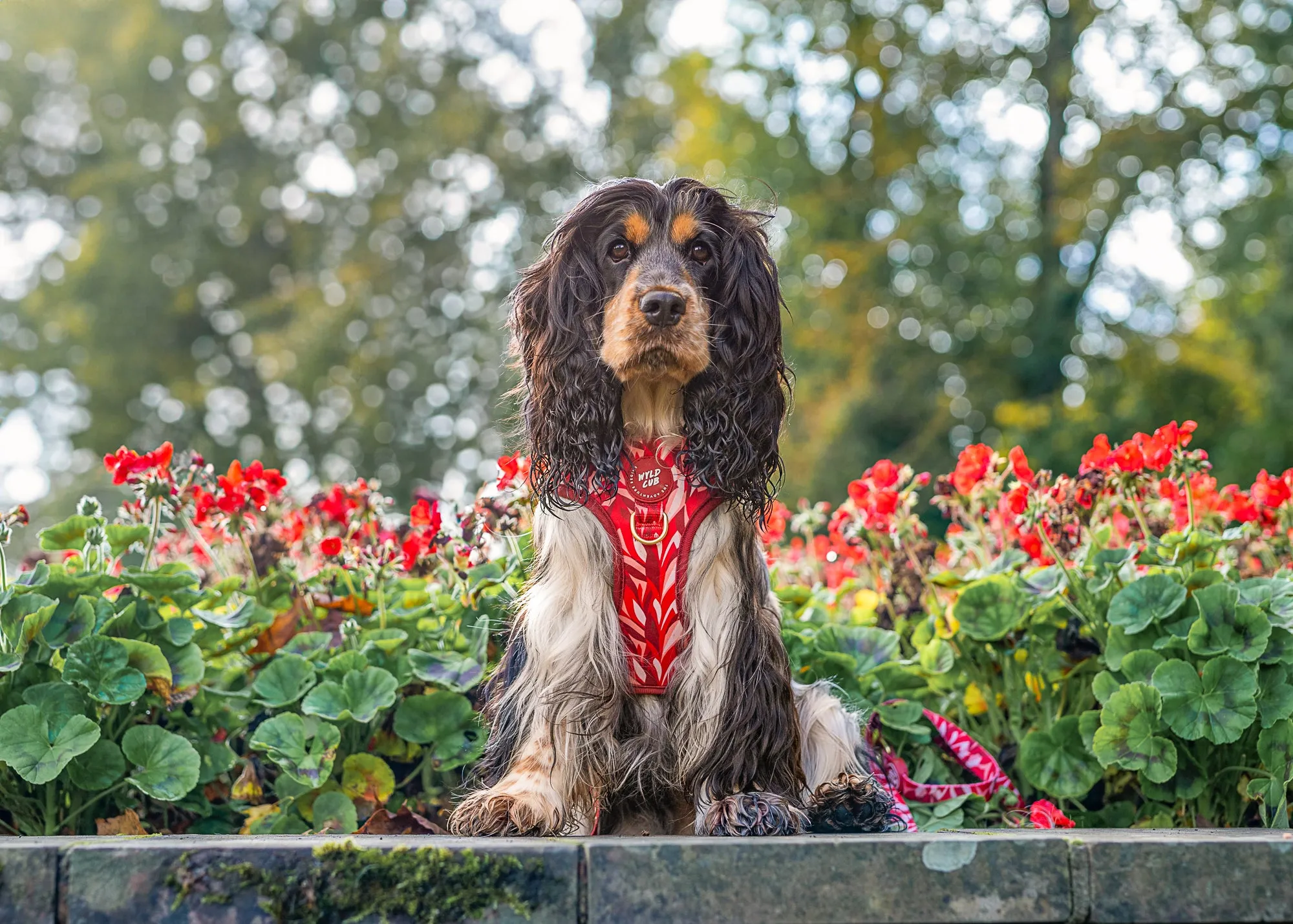 Adjustable Dog Harness: Kew Acer