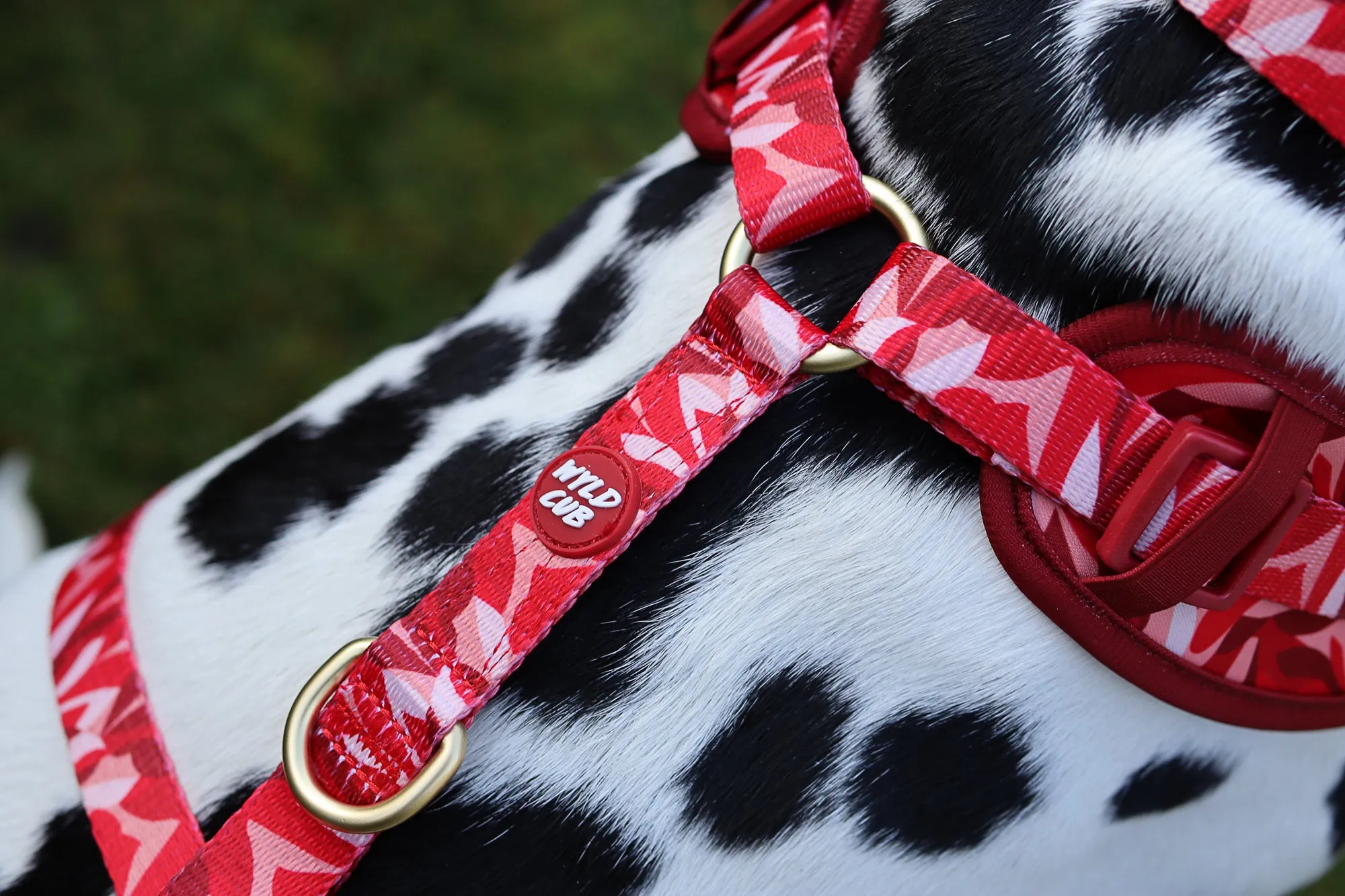 Adjustable Dog Harness: Kew Acer