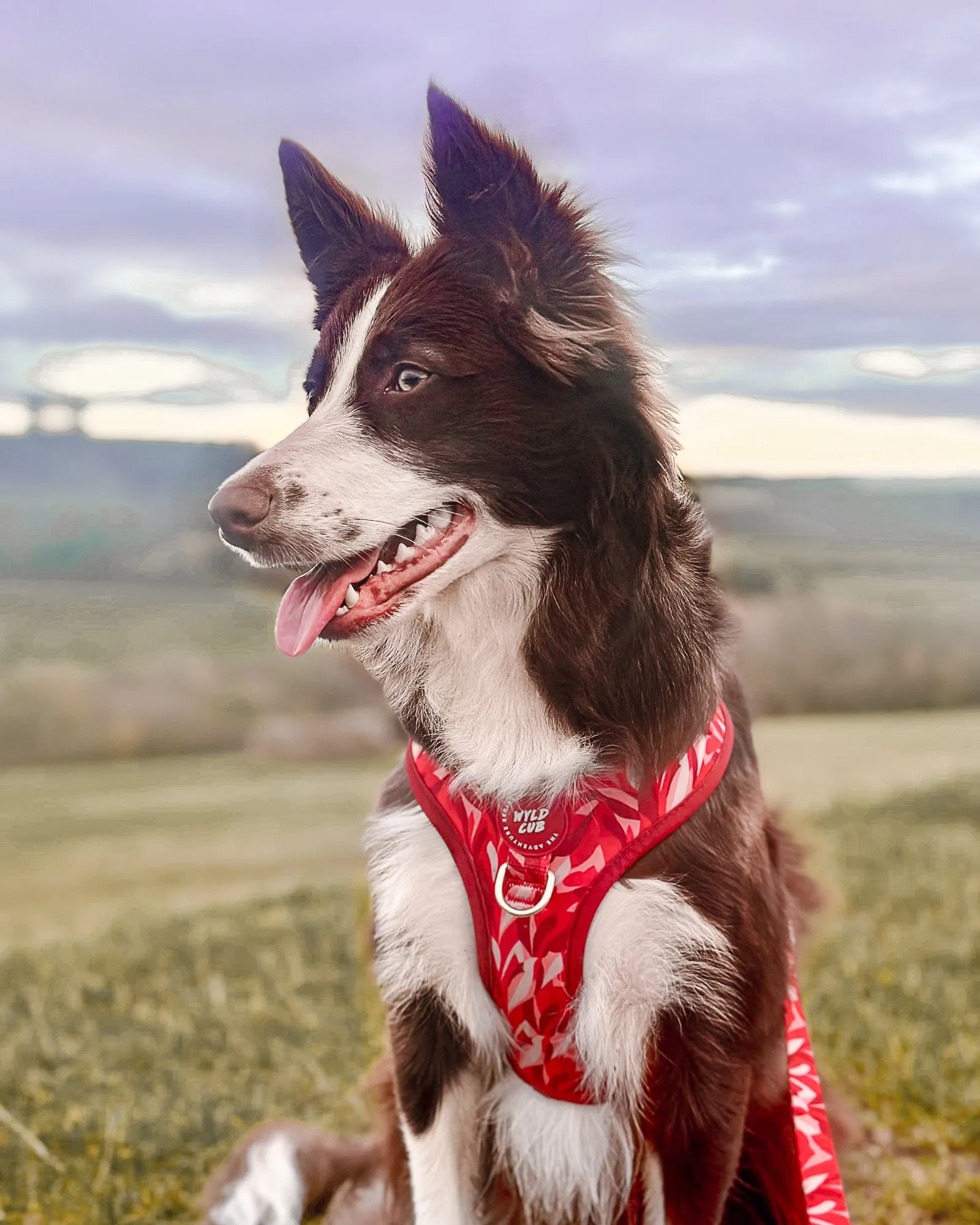 Adjustable Dog Harness: Kew Acer
