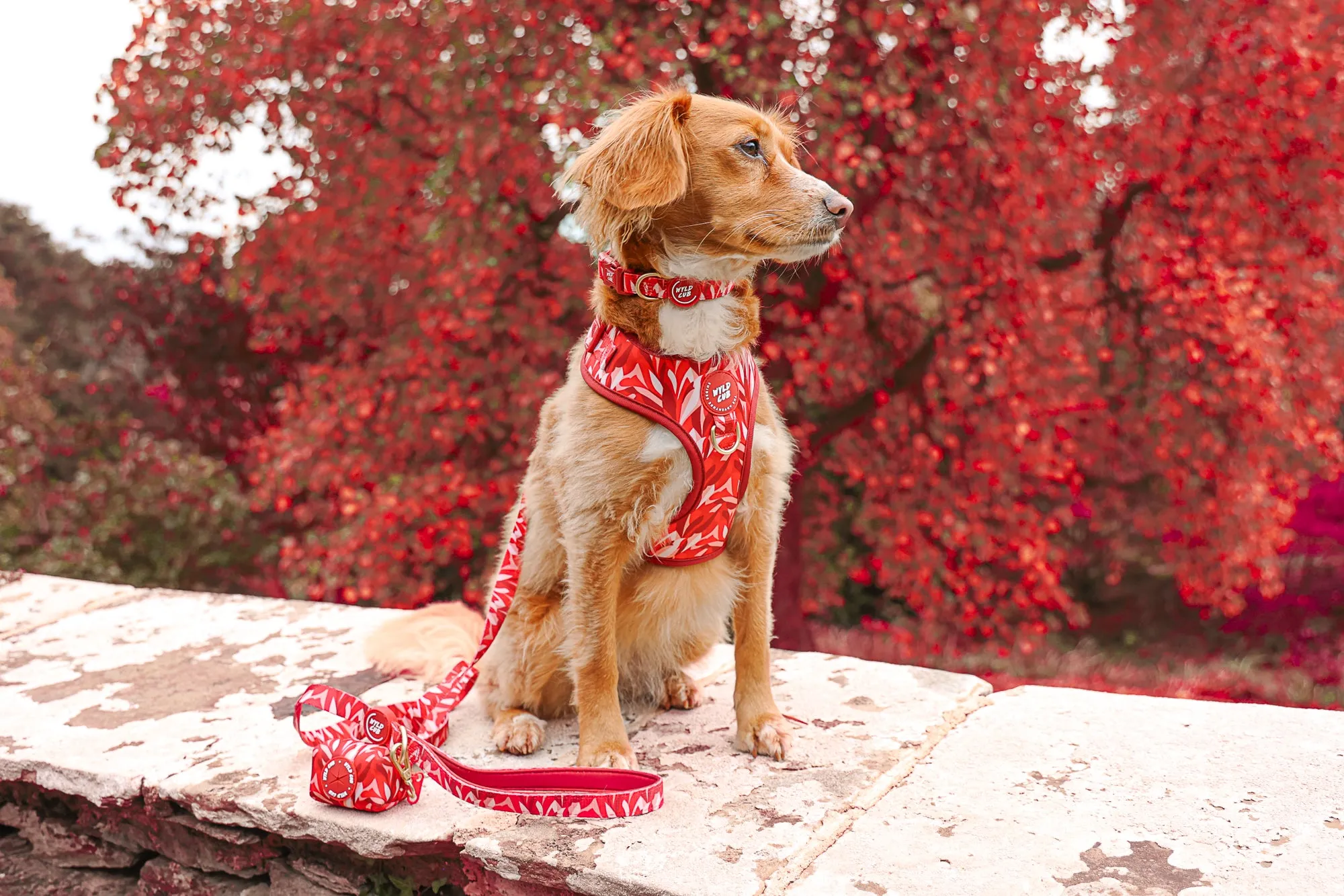 Adjustable Dog Harness: Kew Acer