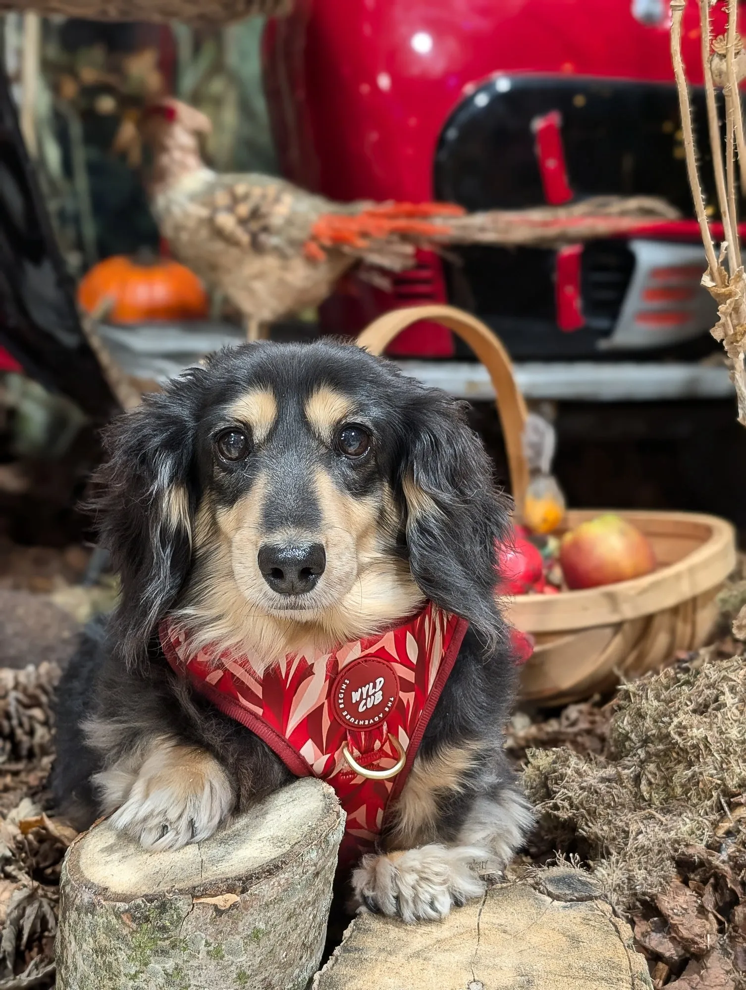 Adjustable Dog Harness: Kew Acer