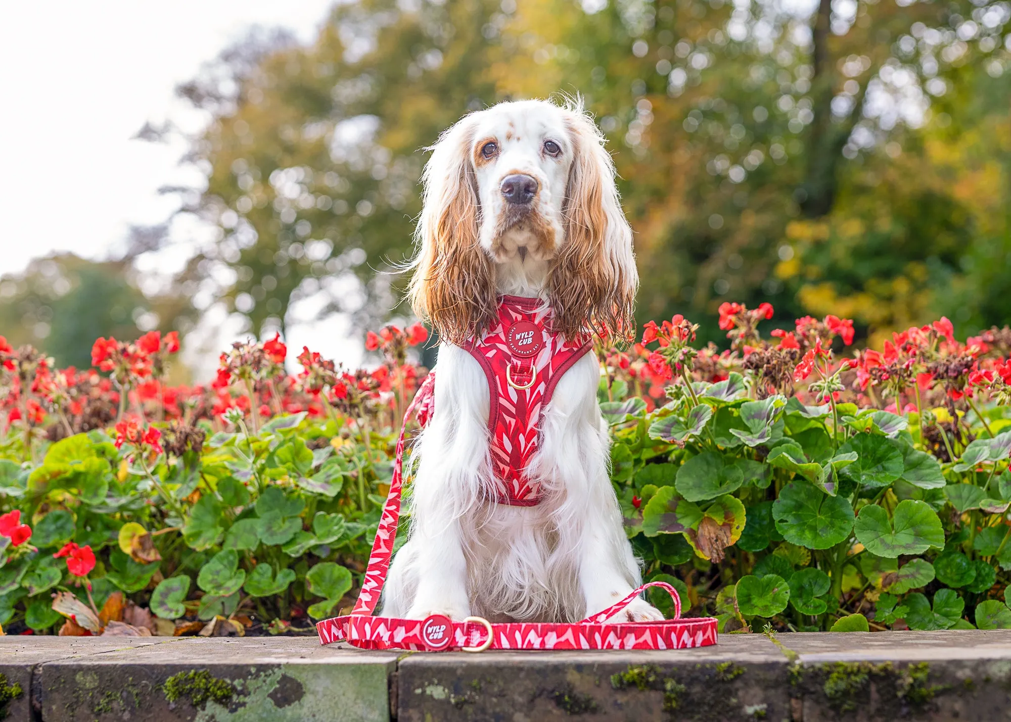 Adjustable Dog Harness: Kew Acer