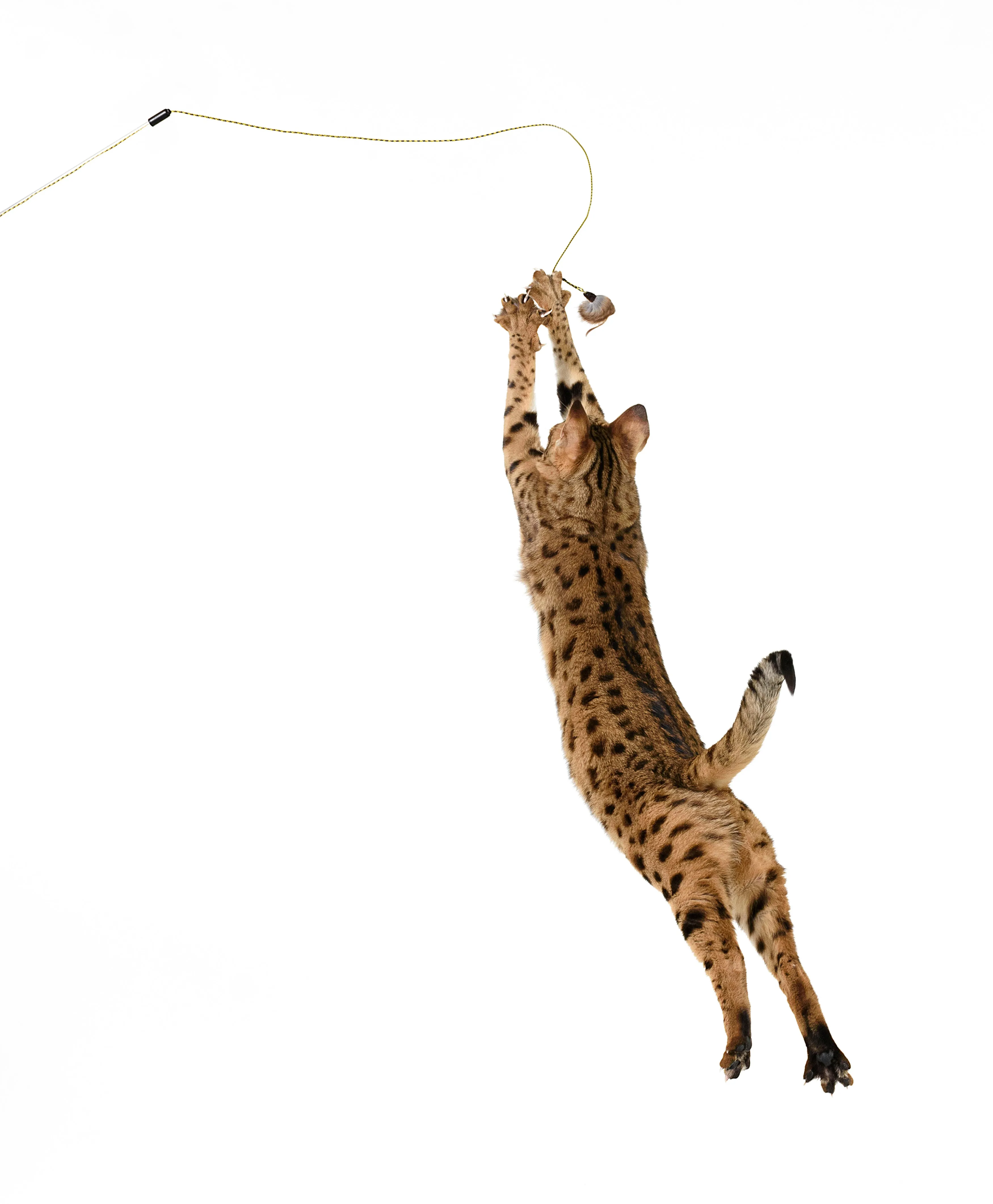 Adjustable String Wand Toy - Mouse