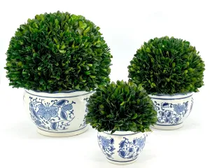 Boxwood ball topiary in blue ceramic pot