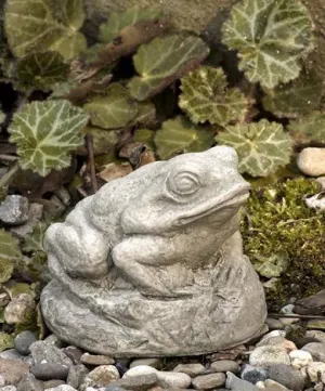 Campania Tiny Frog