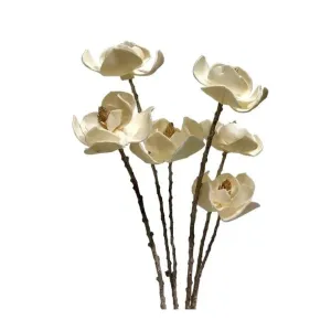 Dogwood Branch Magnolia Stem