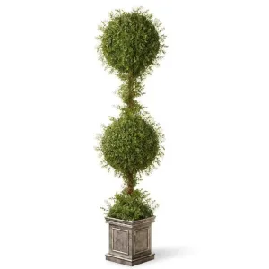 Floor Boxwood Topiary in Urn