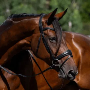 Lumiere Bridle Mikayla Convertible