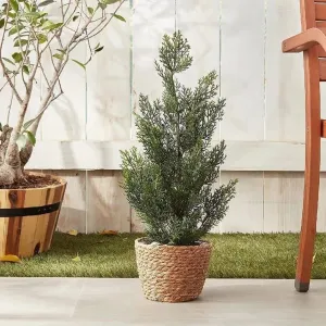 Mini Cedar Pine Silk Tree in Black Pot