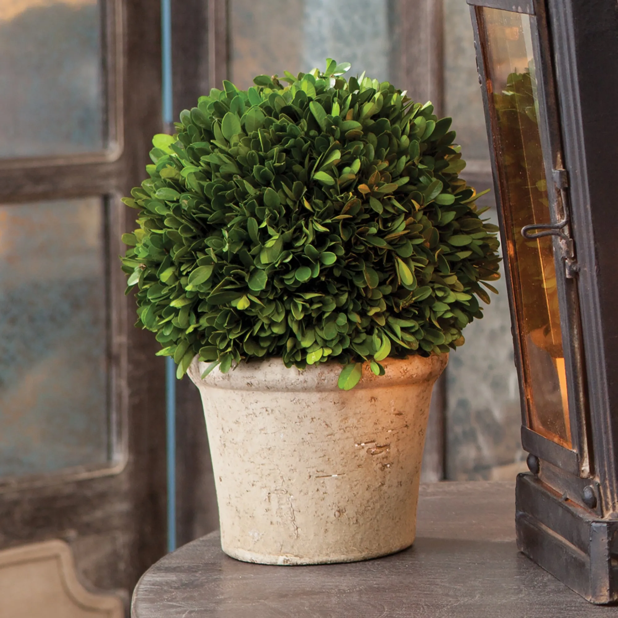 NAPA Home & Garden, BOXWOOD 8" BALL IN POT,7571SPG