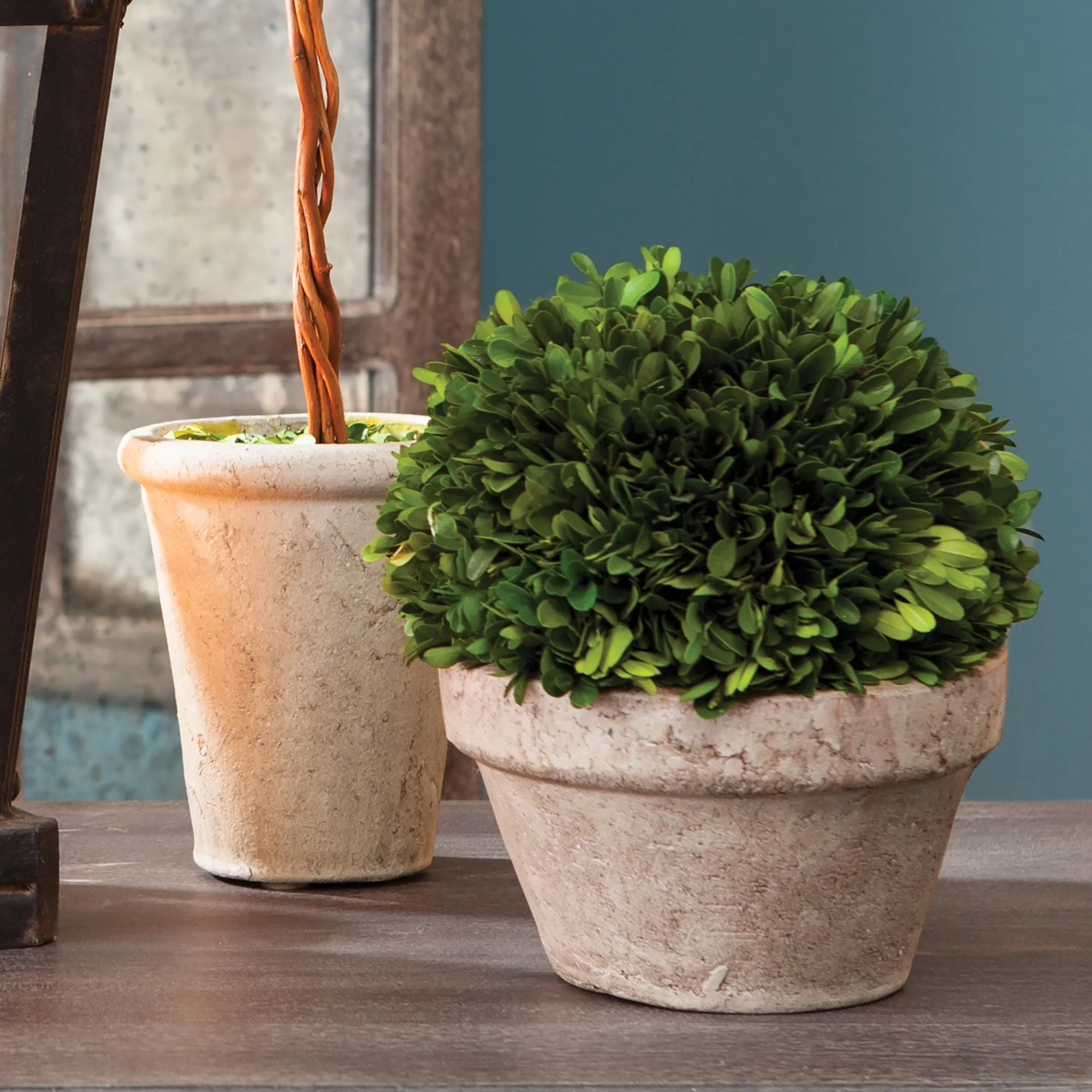 NAPA Home & Garden, BOXWOOD BALL IN POT MEDIUM,7501PG