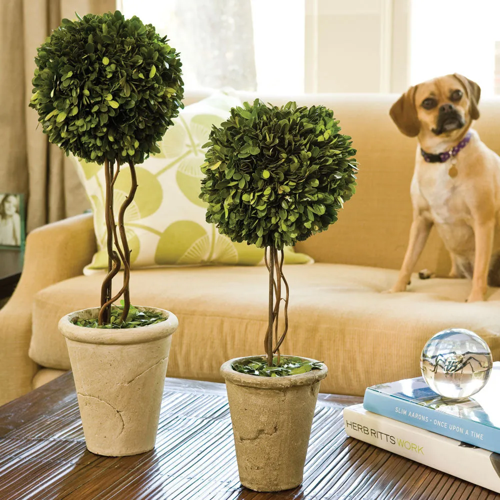NAPA Home & Garden, BOXWOOD SINGLE SPHERE TOPIARY 23.25",7537PG