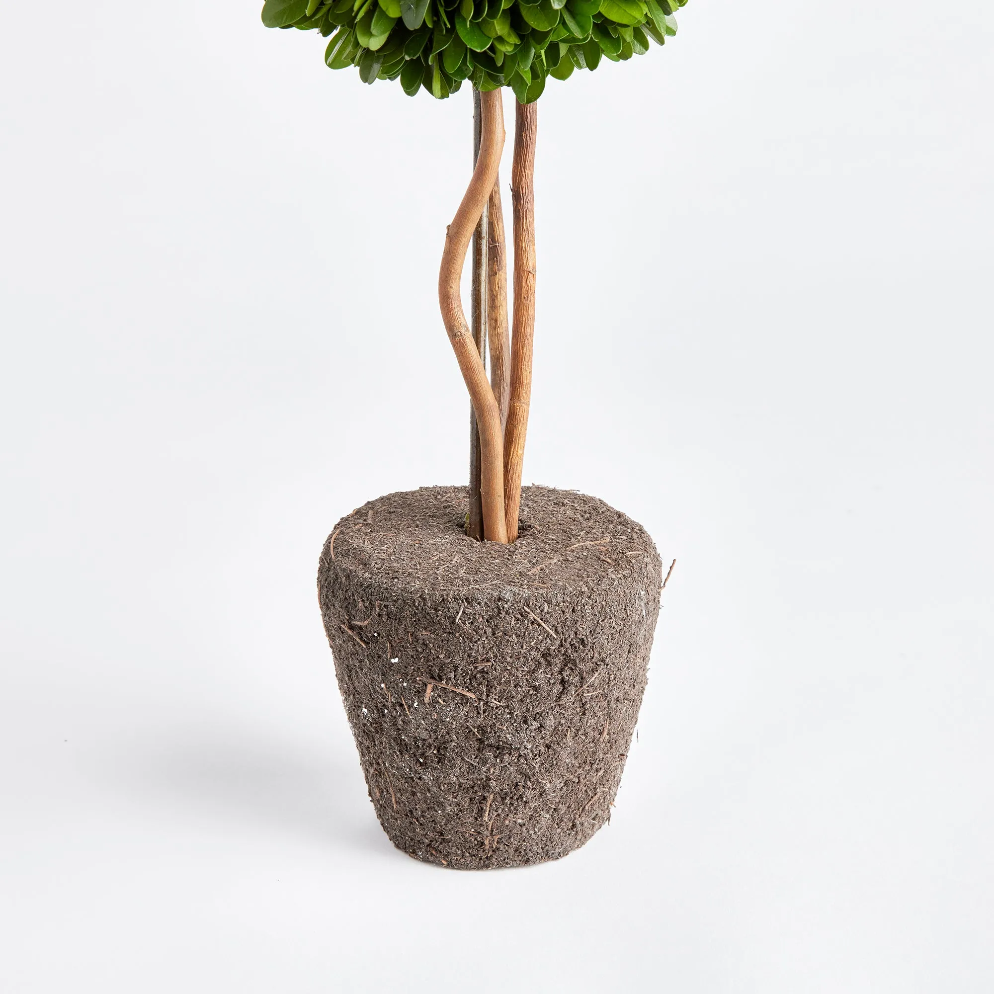 NAPA Home & Garden, BOXWOOD SINGLE SPHERE TOPIARY DROP-IN 16",N3PG02