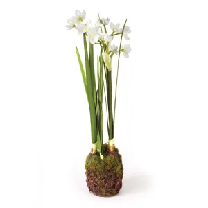 NAPA Home & Garden, DOUBLE PAPERWHITE DROP-IN 15.5",DI2007