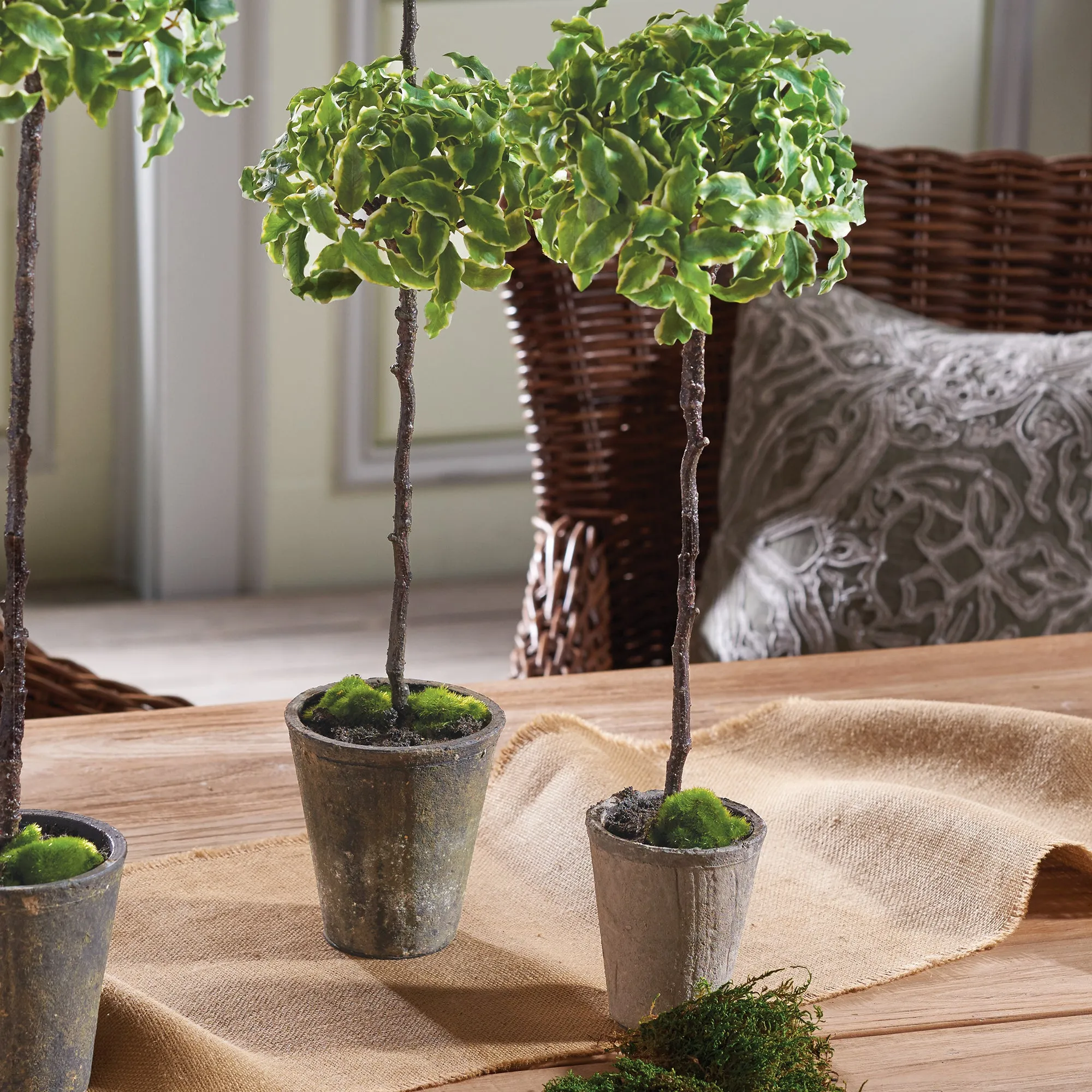 NAPA Home & Garden, EUONYMOUS TOPIARY 23",CC312