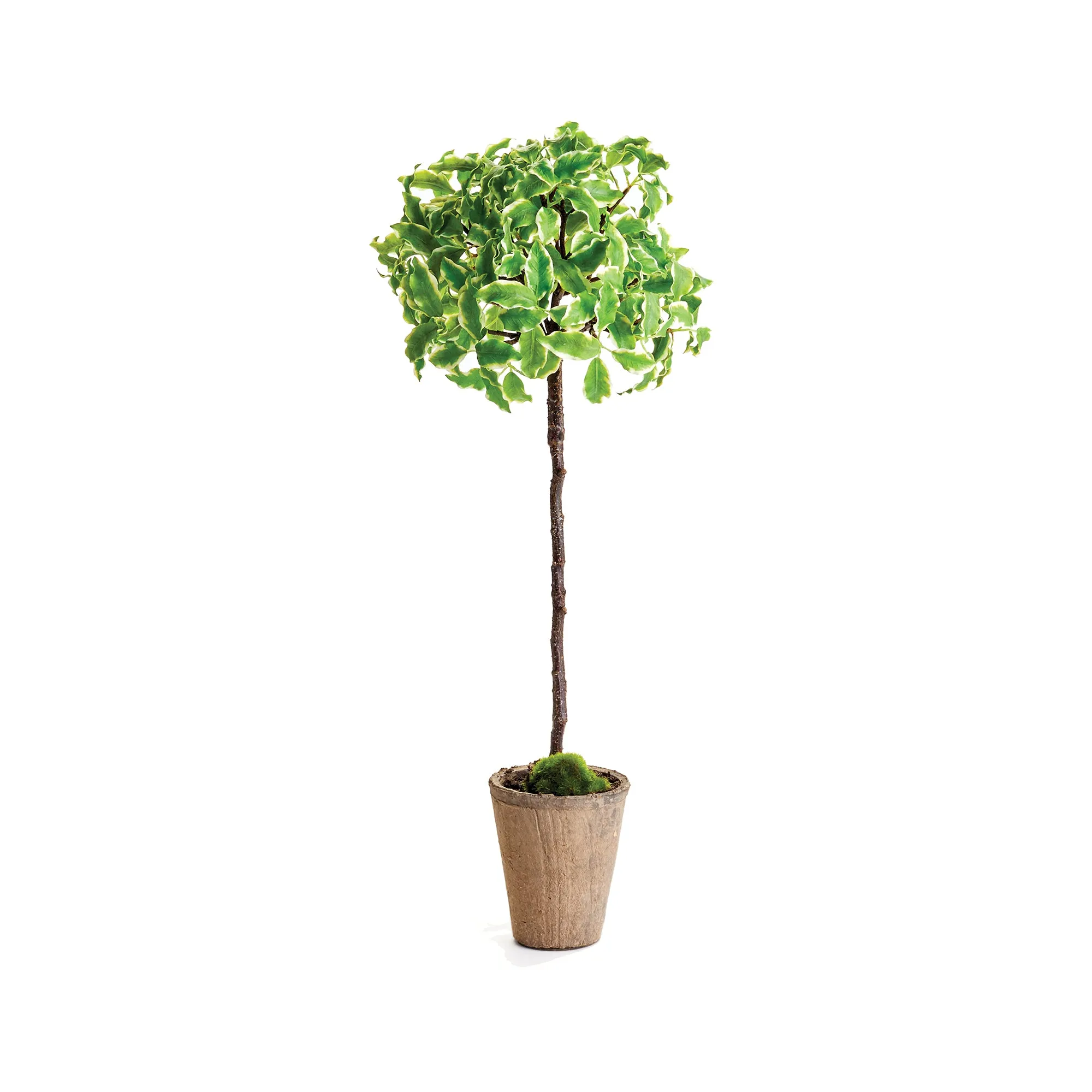 NAPA Home & Garden, EUONYMOUS TOPIARY 23",CC312