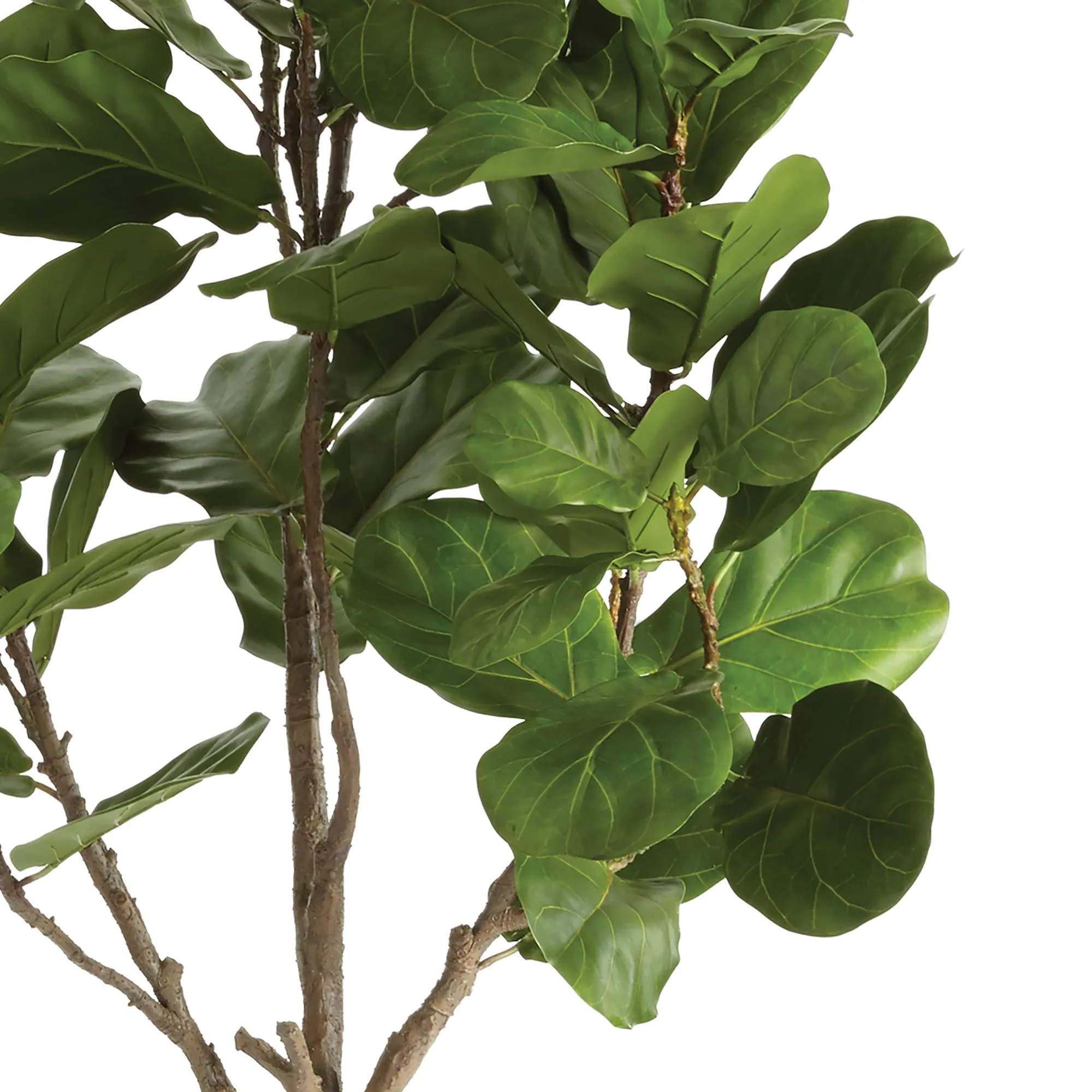 NAPA Home & Garden, FIDDLE LEAF FIG TREE POTTED 79",CC294