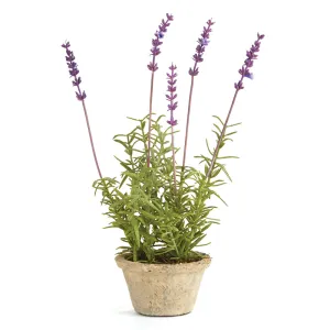NAPA Home & Garden, FRENCH LAVENDER POTTED 12.5",K115LV