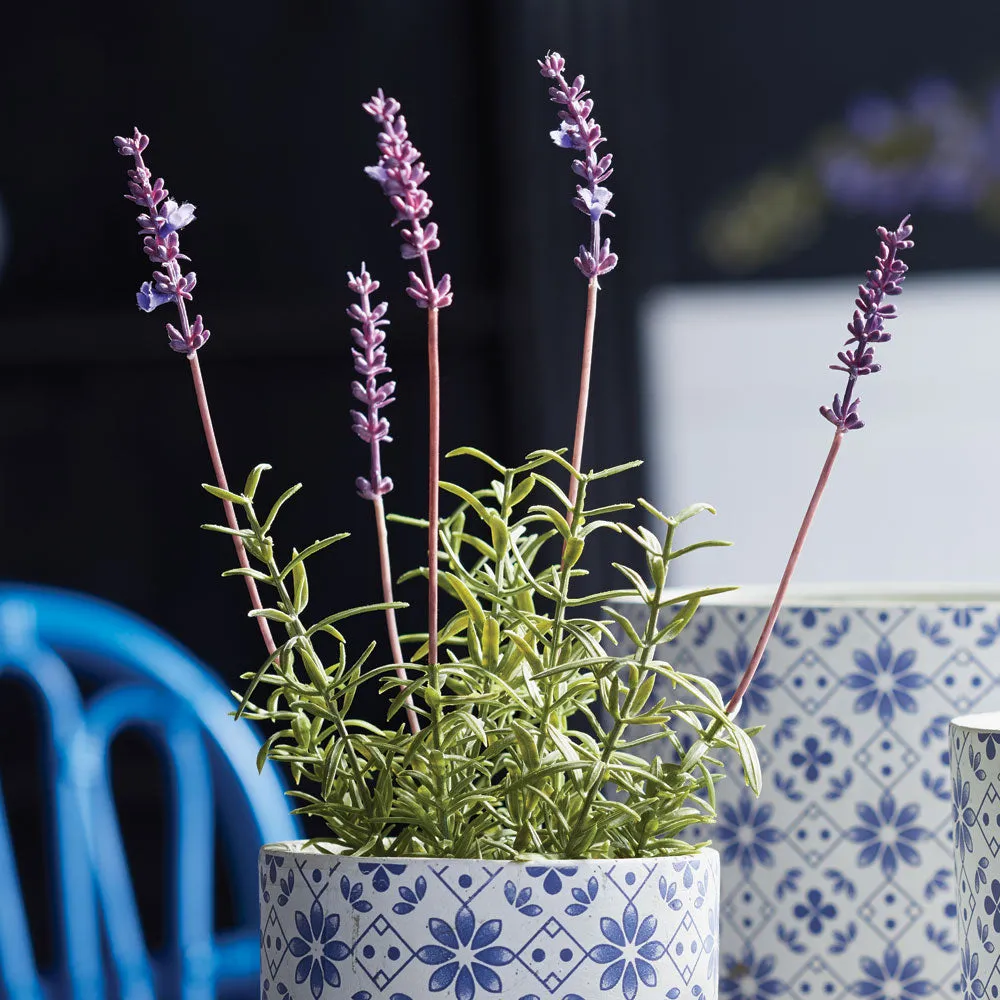 NAPA Home & Garden, FRENCH LAVENDER POTTED 12.5",K115LV