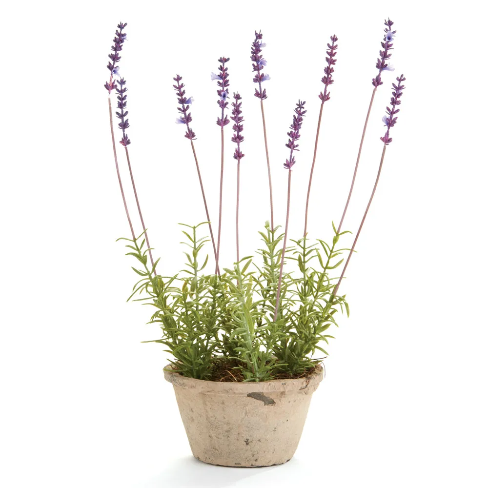 NAPA Home & Garden, FRENCH LAVENDER POTTED 17",K114LV