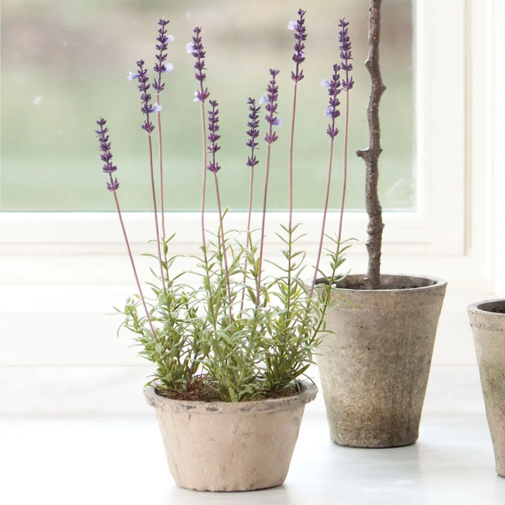 NAPA Home & Garden, FRENCH LAVENDER POTTED 17",K114LV
