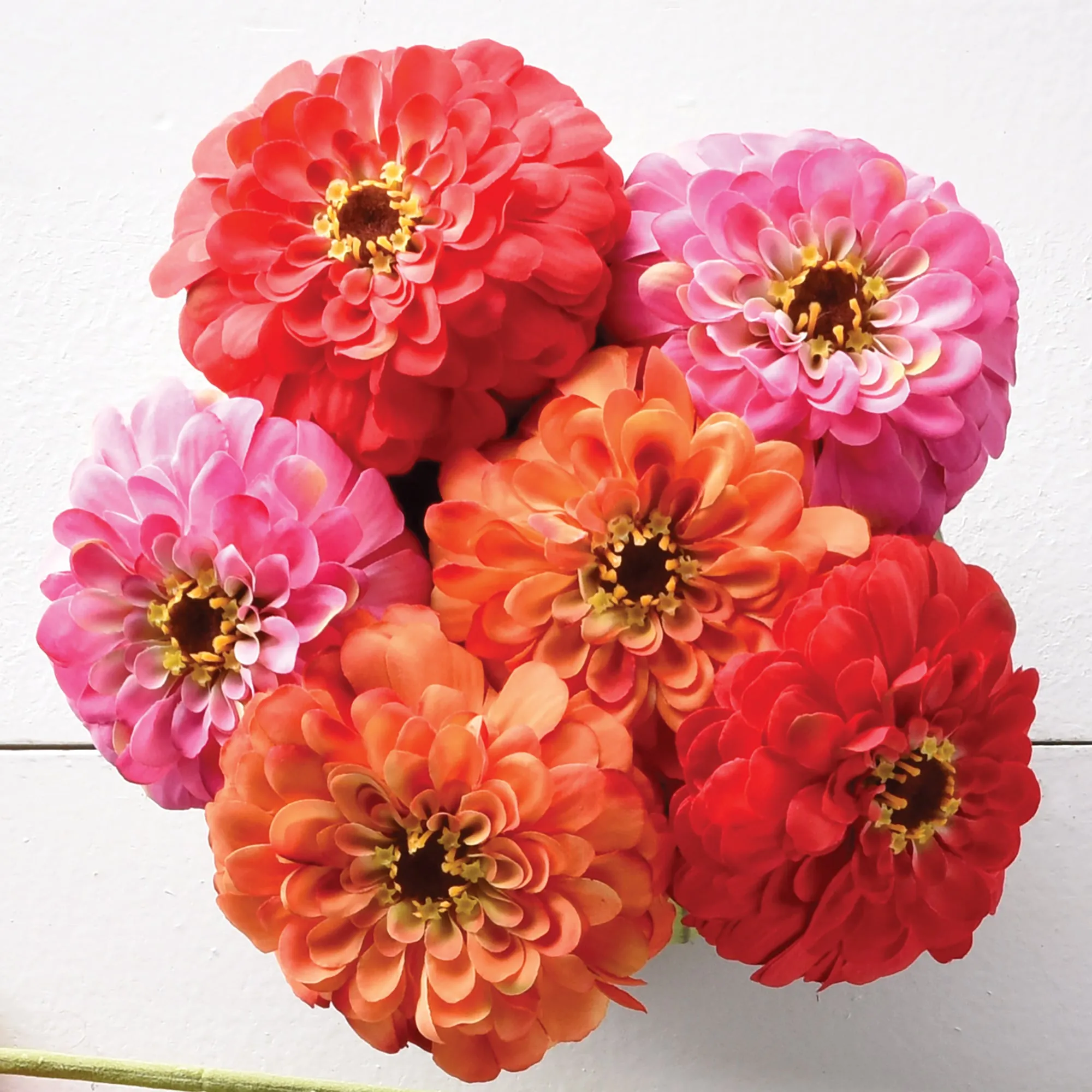 NAPA Home & Garden, GARDEN ZINNIAS 26", BUNDLE OF 6,GP283RD