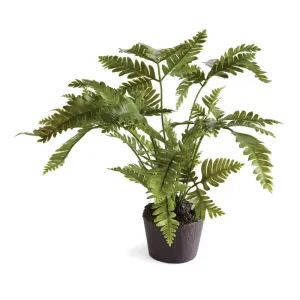 NAPA Home & Garden, LADY FERN DROP-IN 8.5",DI1219