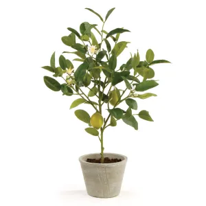 NAPA Home & Garden, LEMON TOPIARY POTTED 24",DI2020