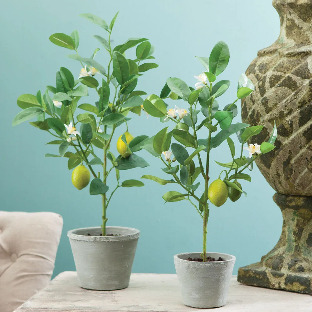 NAPA Home & Garden, LEMON TOPIARY POTTED 24",DI2020