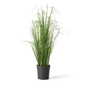 NAPA Home & Garden, ONION GRASS DROP-IN 25",GP208