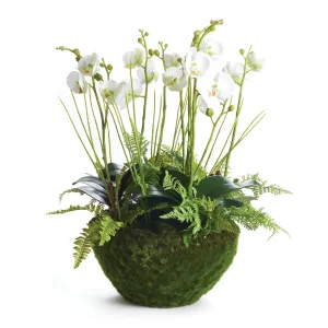 NAPA Home & Garden, PHALAENOPSIS & FERN DROP-IN 21",CC412