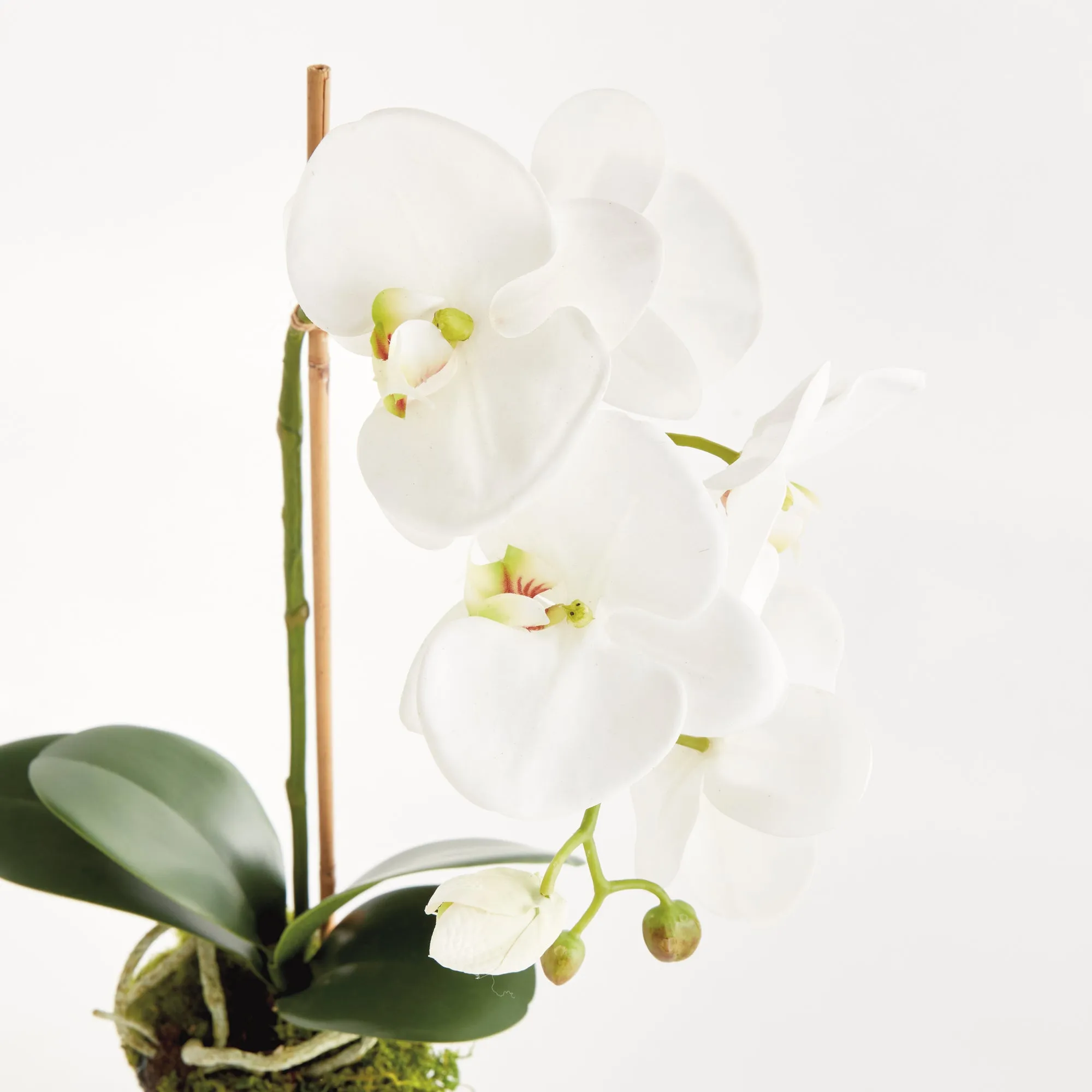 NAPA Home & Garden, PHALAENOPSIS DROP-IN 21",N5CC341WH