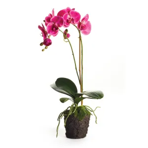 NAPA Home & Garden, PHALAENOPSIS DROP-IN 23",CC338