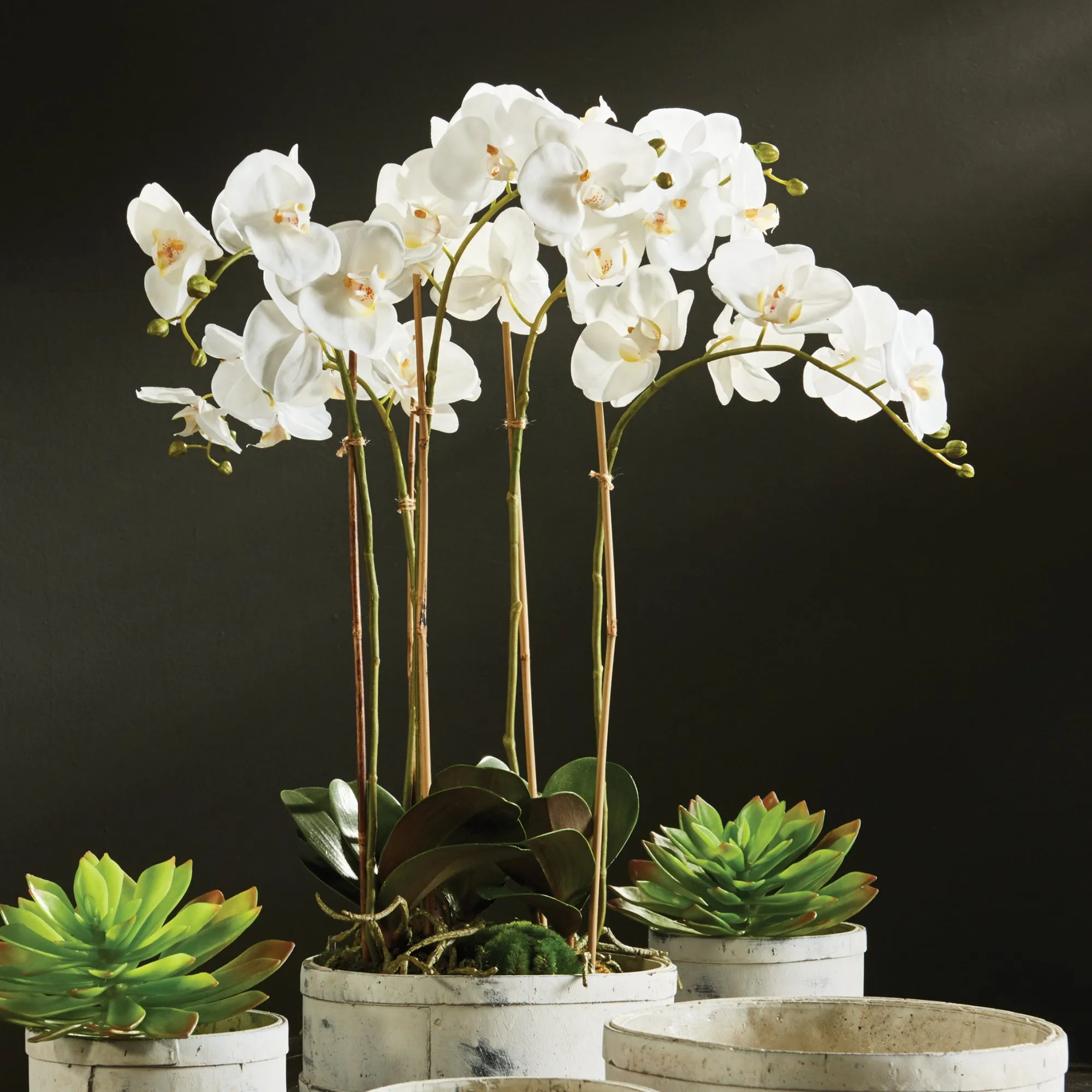 NAPA Home & Garden, PHALAENOPSIS ORCHID BOWL DROP-IN 25",K112W