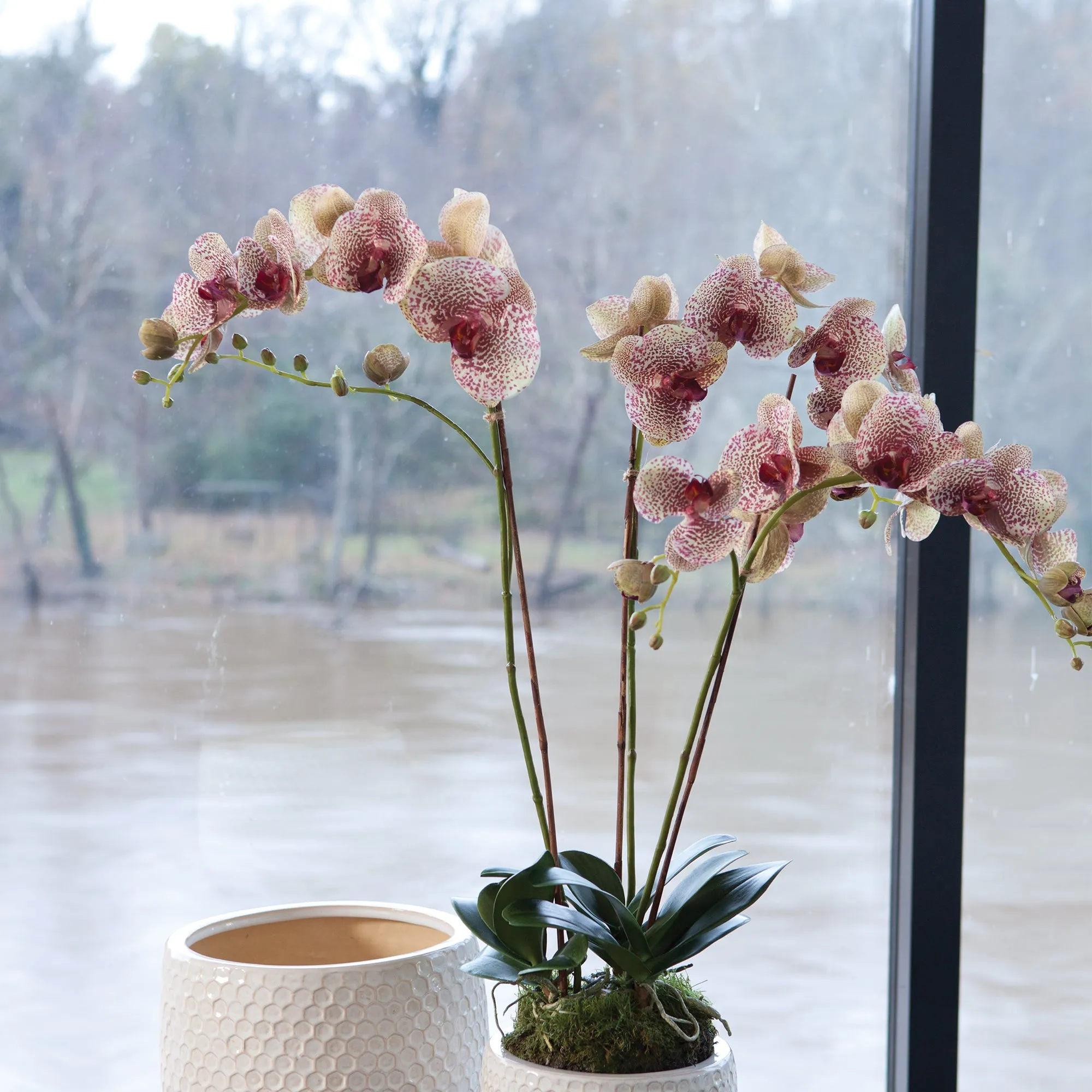 NAPA Home & Garden, PHALAENOPSIS ORCHID DROP-IN 32",K106BRD