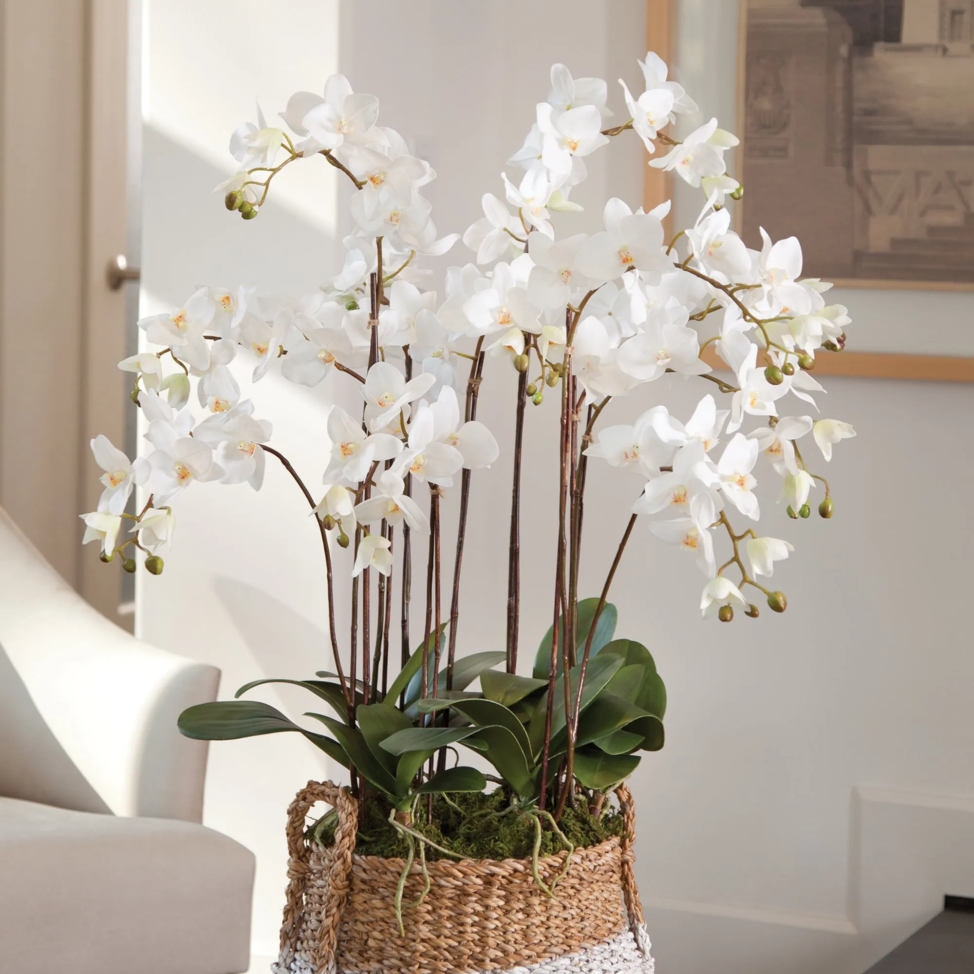 NAPA Home & Garden, PHALAENOPSIS ORCHID DROP-IN 36",DI1230