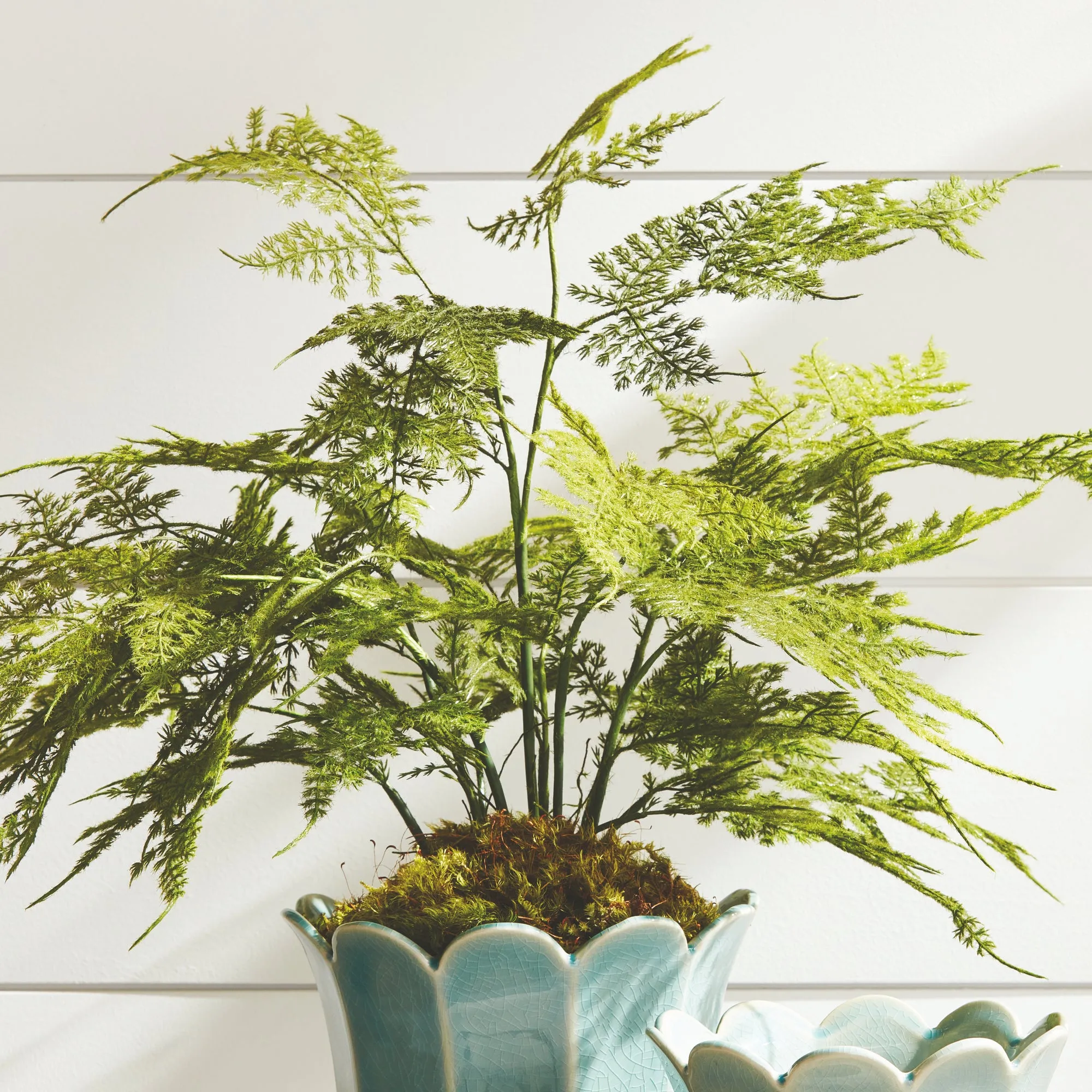 NAPA Home & Garden, PLUMOSA FERN DROP-IN 21",N4GP06