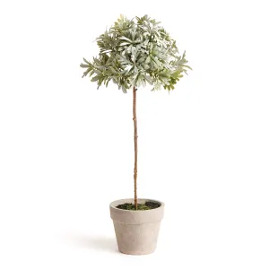 NAPA Home & Garden, SENECIO TOPIARY POTTED 13",NGP504