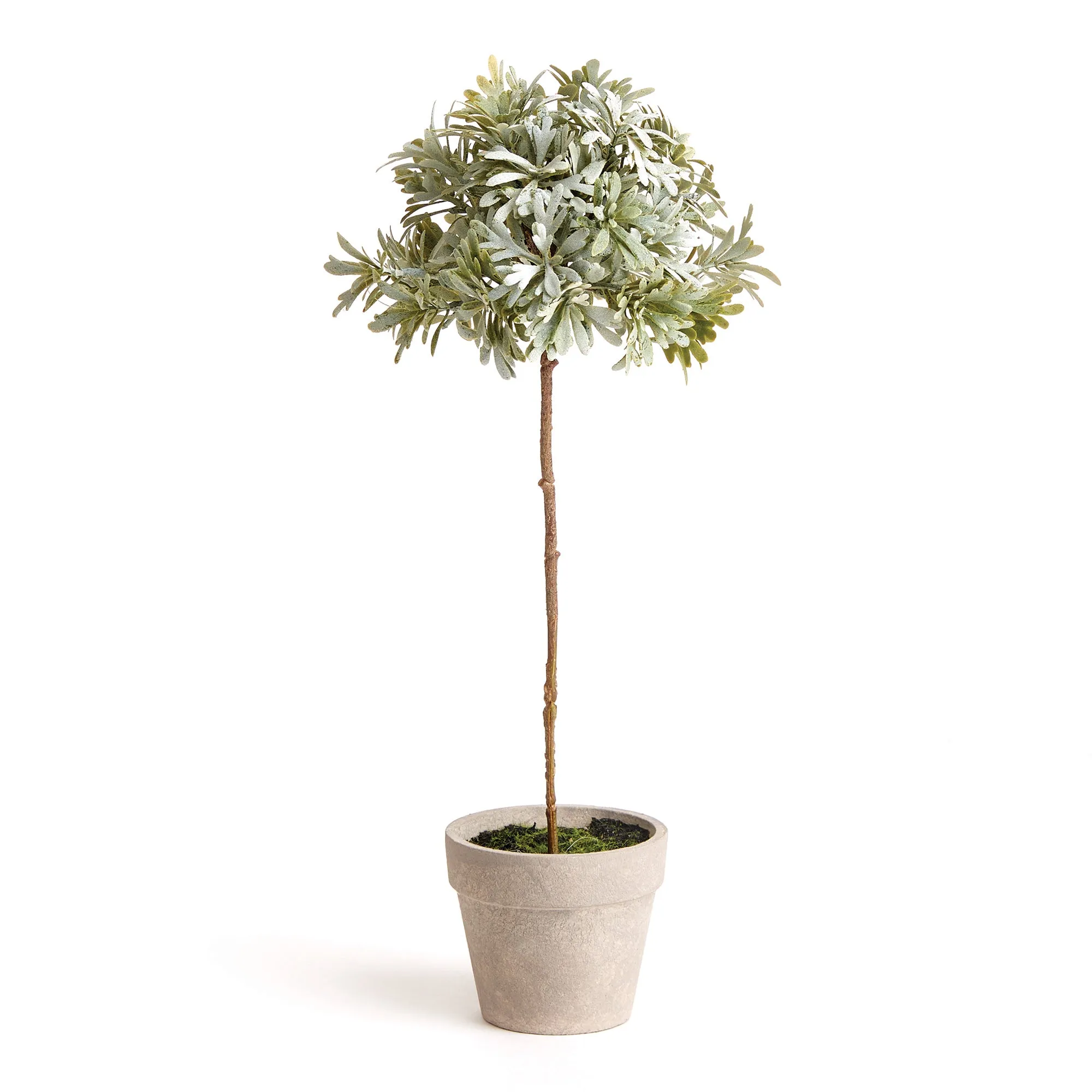 NAPA Home & Garden, SENECIO TOPIARY POTTED 13",NGP504